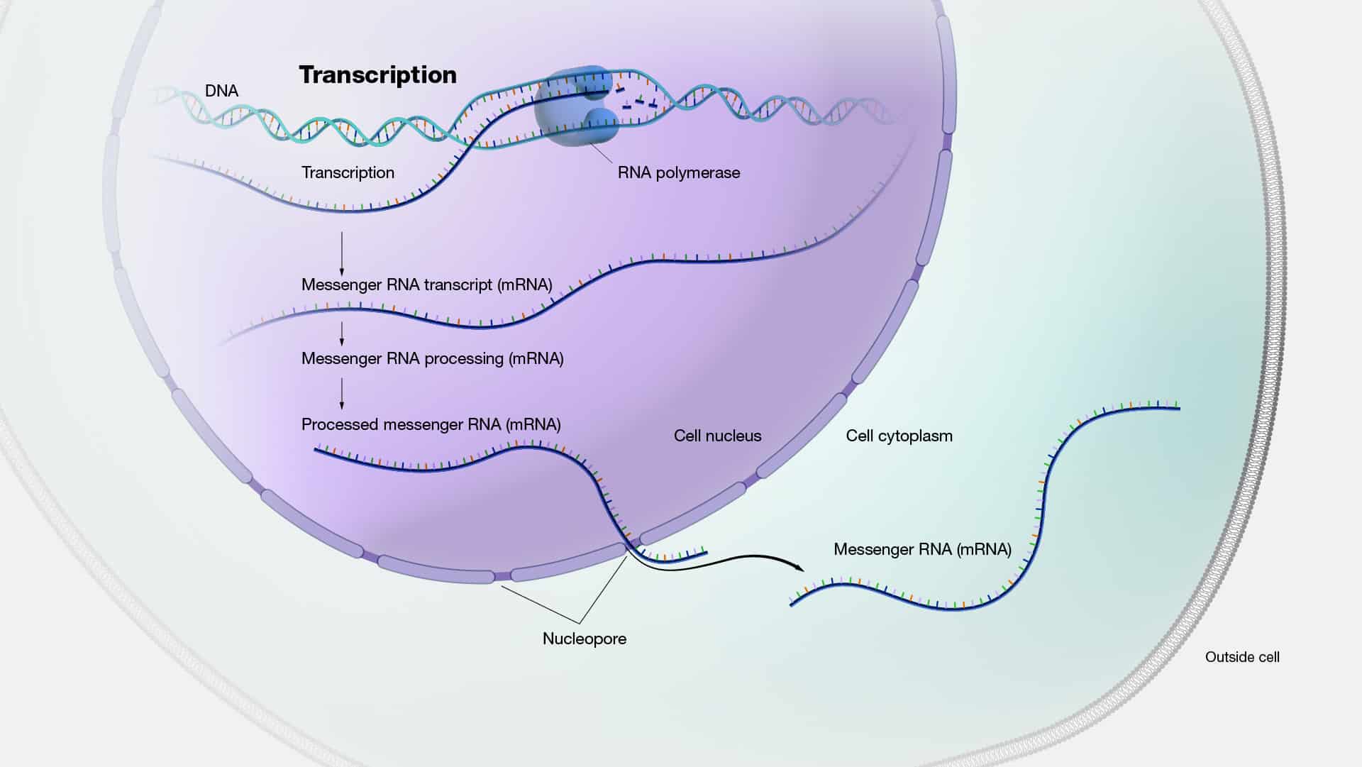 Gene Expression Analysis | A Brief Introduction